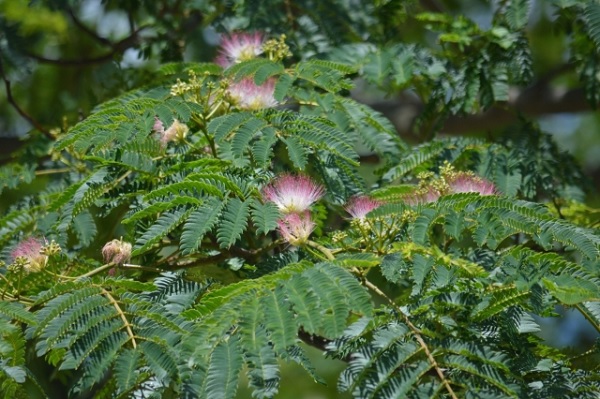 ネムノキ（合歓の木）、花が咲いてる写真