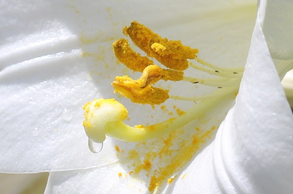 テッポウユリ（鉄砲百合）の花のアップ写真