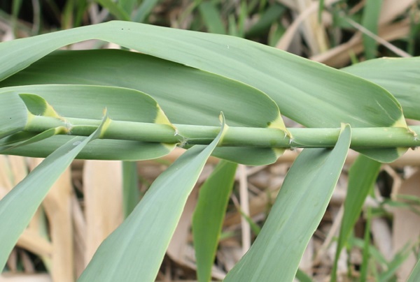 暖竹（ダンチク）の葉のアップ写真