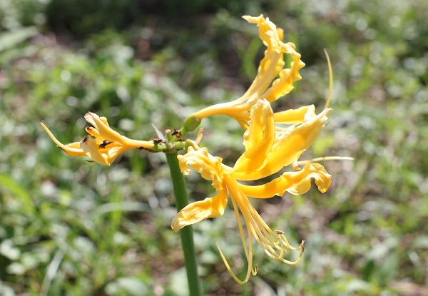 ショウキズイセン（鍾馗水仙）の花のアップ写真