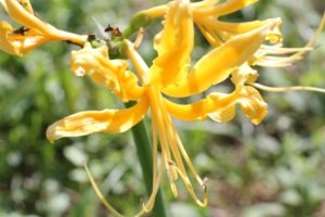 黄色ヒガンバナ、ショウキズイセン（鍾馗水仙）の花
