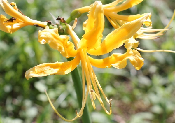 黄色ヒガンバナ、ショウキズイセン（鍾馗水仙）の花