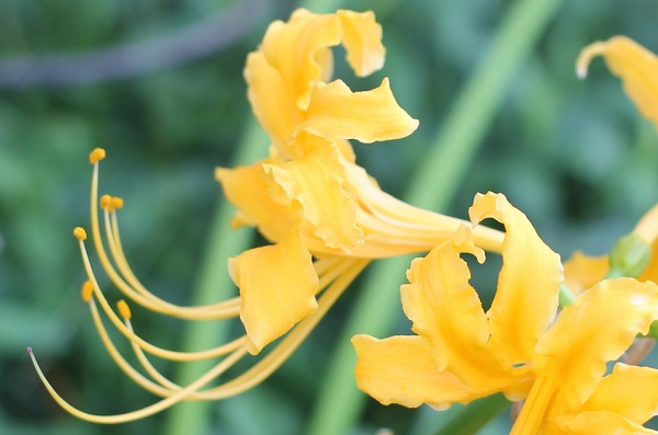 ショウキズイセン（鍾馗水仙）の花のアップ写真、横向き