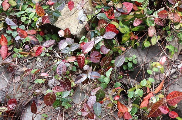 紅葉しているハツユキカズラ（初雪カズラ）の葉