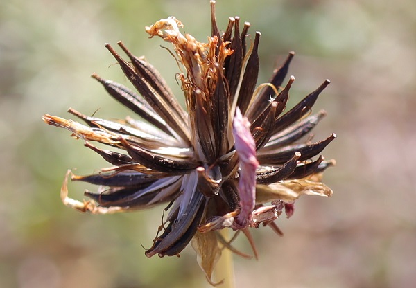 コスモス、成熟した種のアップ写真