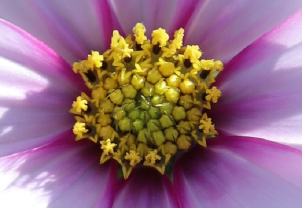 コスモスの花のアップ写真、筒状化の様宇