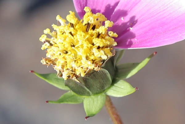 花びら（舌状花）が２枚残っているコスモスの筒状化のアップ写真