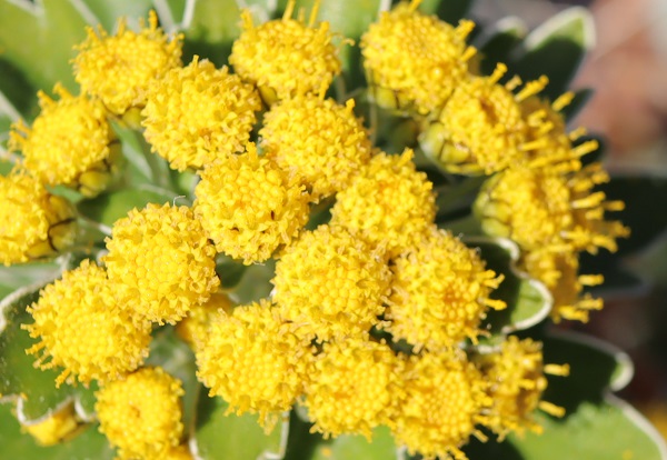 イソギク(磯菊))の筒状花の写真