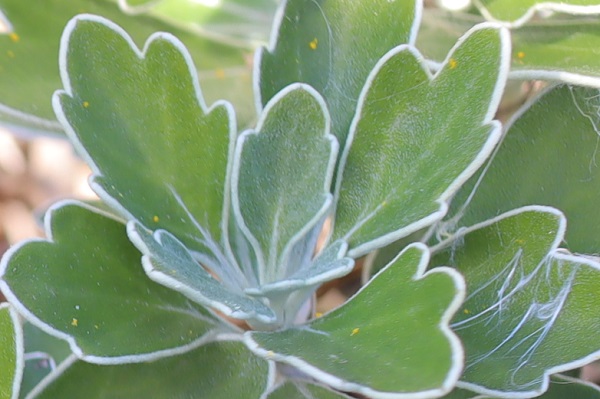 イソギク(磯菊)の葉の写真