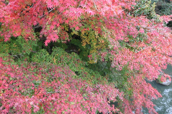 イロハモミジの紅葉 一枝にもカラフルなグラデーション 優しい雨