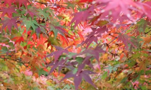 カラフルなイロハモミジの紅葉