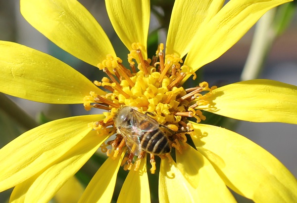 ツワブキの花の密を集めに来たミツバチ