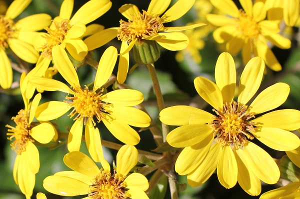 鮮やかな黄色のツワブキの花