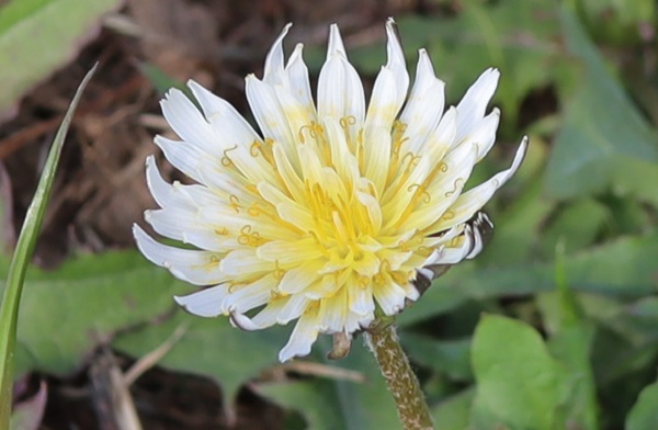 シロバナタンポポ（白花蒲公英）の花