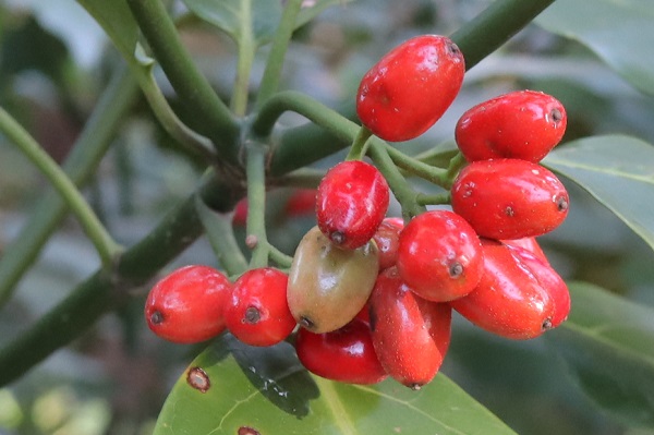 赤く色づくアオキの果実、アップ写真