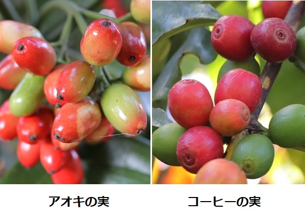 アオキの実とコーヒーの実のアップ、比較写真