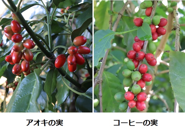 アオキの実とコーヒーの実の比較写真