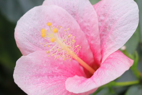 ハイビスカス　ジョホールの花のアップ写真