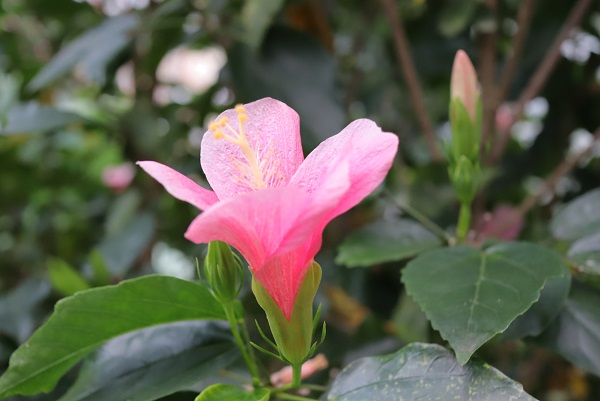 ハイビスカス　ジョホールの花の写真