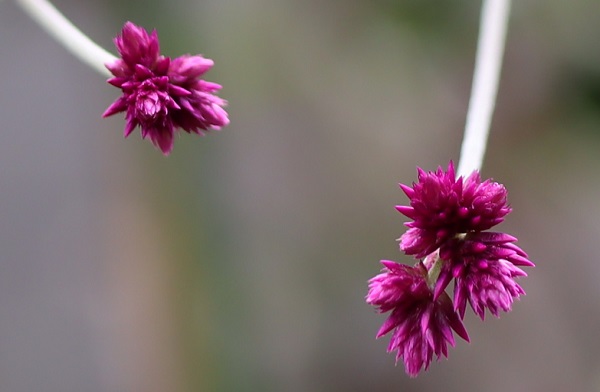 美しい千日小坊（センニチコボウ）の花