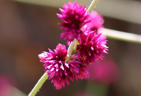 千日小坊（センニチコボウ）の花のアップ写真