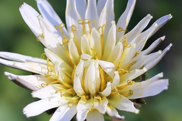 シロバナタンポポ（白花蒲公英）の花のアップ写真