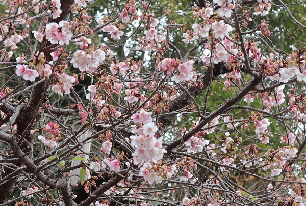 たくさんの花を咲かせる寒桜(元日桜)