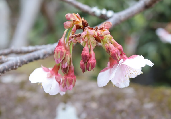 寒桜(元日桜)、下向きに咲いてる花や蕾の様子
