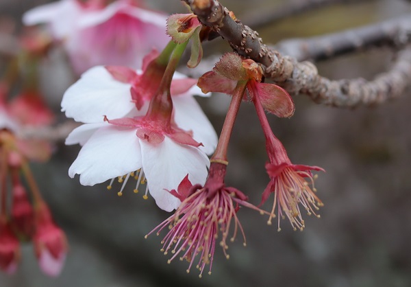 寒桜(元日桜)、ガクや花後の様子