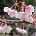 美しい寒桜（元日桜）の花