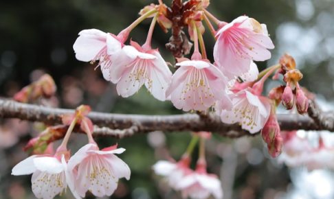 美しい寒桜（元日桜）の花