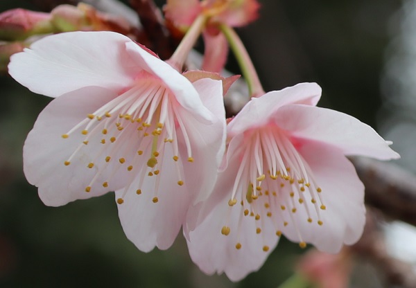寒桜(元日桜)の花のアップ写真