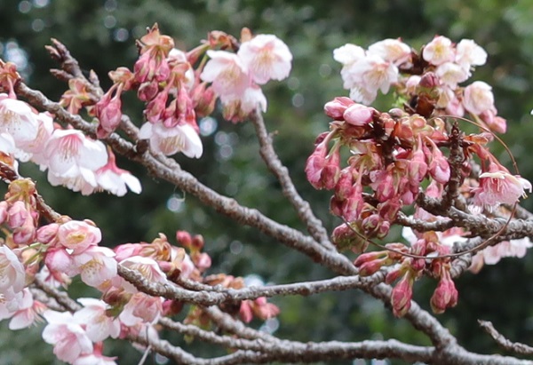 蕾がたくさんついてる寒桜(元日桜)の枝