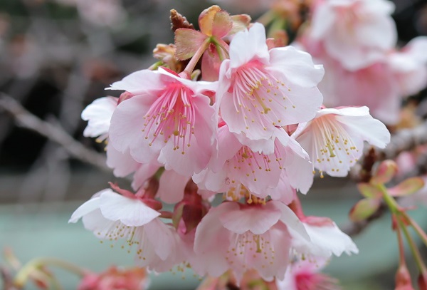 枝先に咲いている寒桜(元日桜)の花