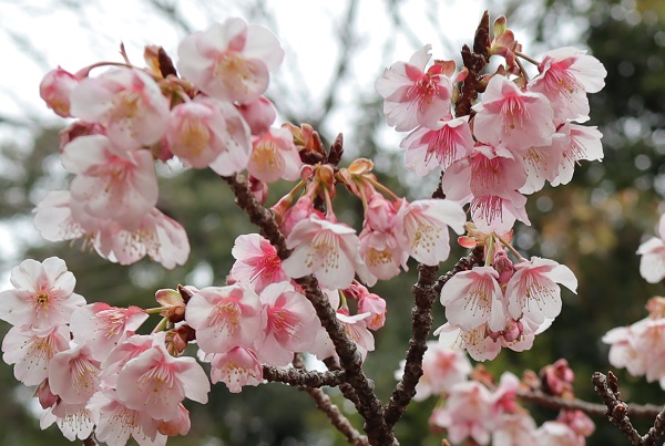 開いた寒桜(元日桜)の花の様子