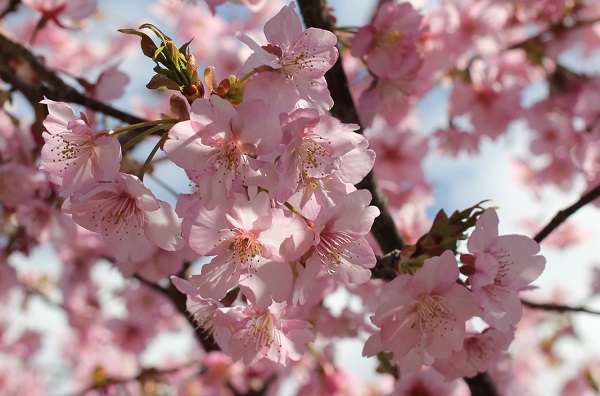 美しいカワヅザクラ（河津桜）の花