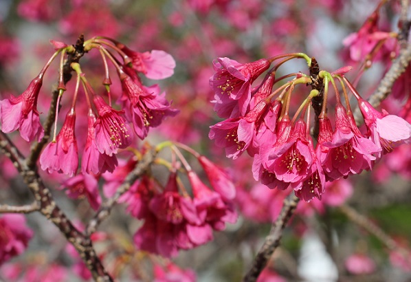美しいカンヒザクラ（寒緋桜）の花