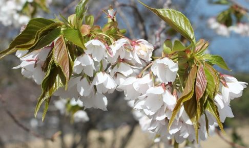 早咲きのオオシマザクラの花