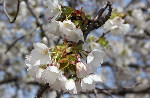 早咲きのオオシマザクラ、咲き始めの様子