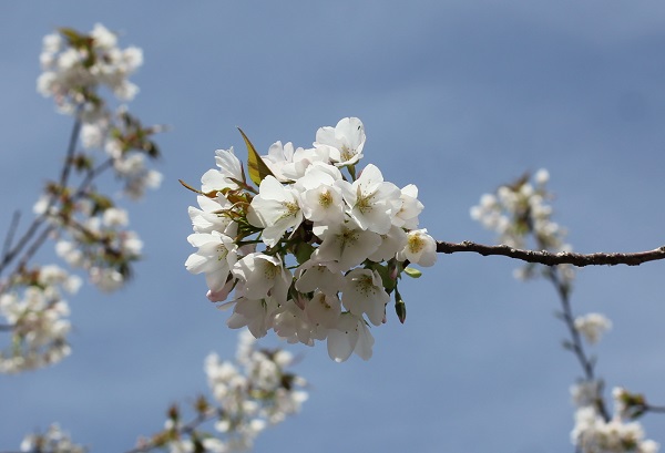 美しい早咲きのオオシマザクラの花