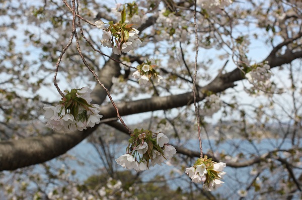 ３月初旬にみかけた、早咲きのオオシマザクラ(大島桜)