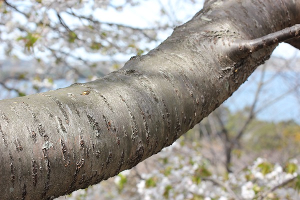早咲きのオオシマザクラの幹