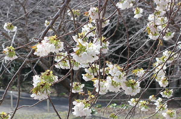 枝先に咲く花を咲かせる早咲きのオオシマザクラ