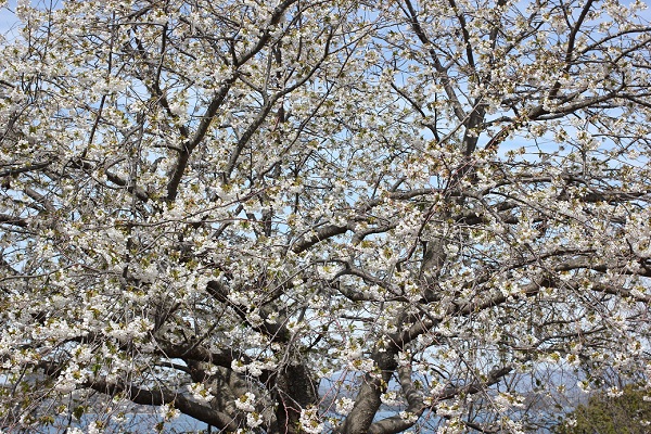 満開に咲く早咲きのオオシマザクラ