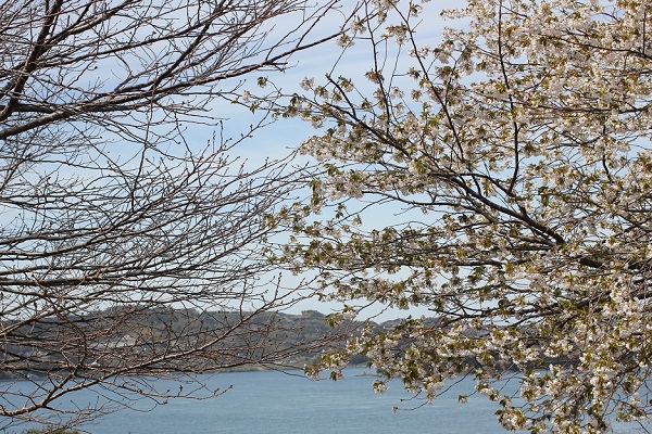 ３月初旬に見かけたソメイヨシノ(染井吉野)の木と早咲きのオオシマザクラ(大島桜)の木の様子