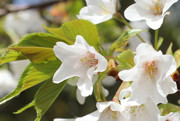 早咲きのオオシマザクラの花　アップ写真