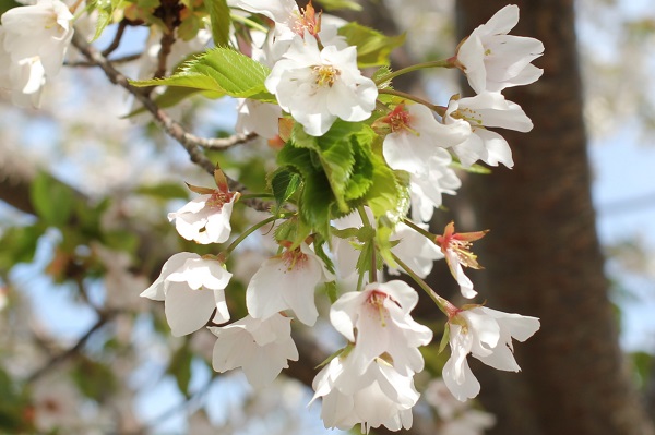 咲き進んだ早咲きのオオシマザクラの花