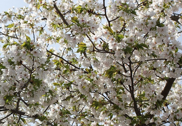 たわわに花が咲いてる早咲きのオオシマザクラ