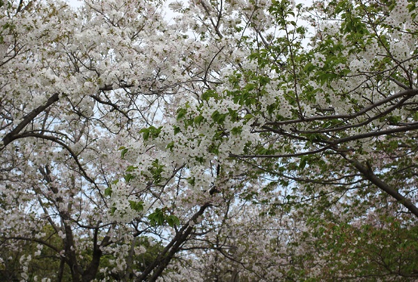 ３月のおわりに咲いていた「オオシマザクラ(大島桜)」と「ソメイヨシノ(染井吉野)」の花