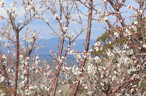 山を背景に咲く梅の花